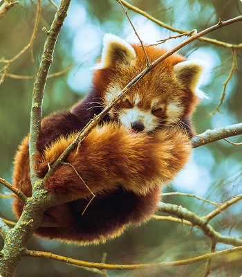 image Zoo de Trégomeur